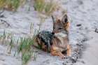Portrait of a black-backed jackal-Canis mesomelas-resting Nxai Pan National Park-Botswana Art Print